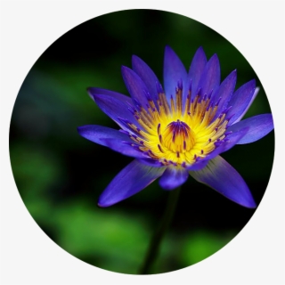 I Am A Transformational Mentor And Guide For Children - Flower #6166106