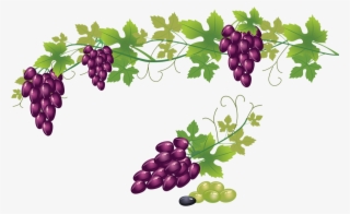 Grape Vine Transparent Background #6167720