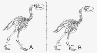 Reconstruction Of The Skeleton Of " Diatryma " Based - Diatryma Bone Structure #6168146