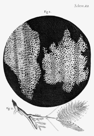 Micrographia Scheme 11 - Robert Hooke Cork Cells #6168519