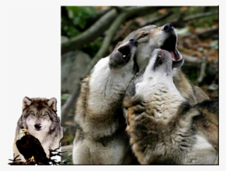 Весной В Степи - Wolf #6170247