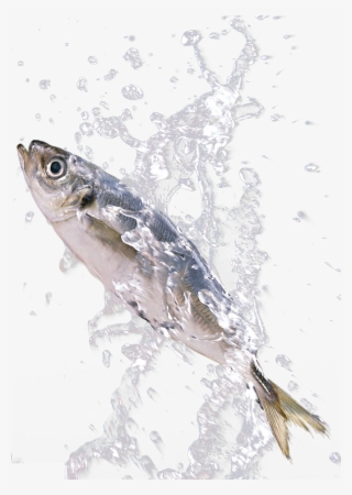 Png Download In The Splash - Fish Splash Png #6170506