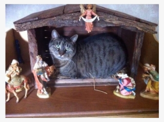 Cats Inside Things That Are Much - Cat As Baby Jesus #6172177