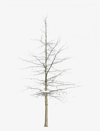 Quercus Nigra L Common Name - Pond Pine #6173421