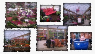 How To Garden, How To Plant, How To Prune, How To Divide - V & V Nursery #6174635