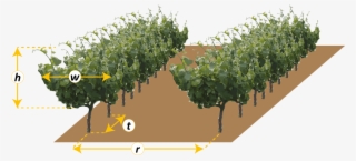 Tree Spacing Enter Value (admit Decimals) R - Canoe Birch #6175225