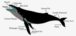 Epic Journeys - Humpback Whale Anatomy - Free Transparent PNG Download ...