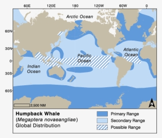 Humpback Whale Global Distribution - Megaptera Novaeangliae Distribution #6176183