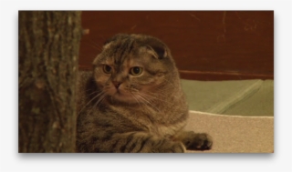 Lorenzo Pilia On Twitter - Domestic Short-haired Cat #6176293