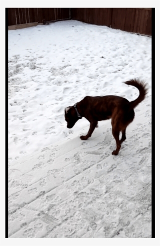 Snickers Is A Shy Girl That Needs Some Tlc And Would - Formosan Mountain Dog #6178066