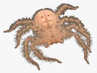 For Bowie Black Markings On Its Abdomen Resemble A - Araneus Cavaticus #6181829