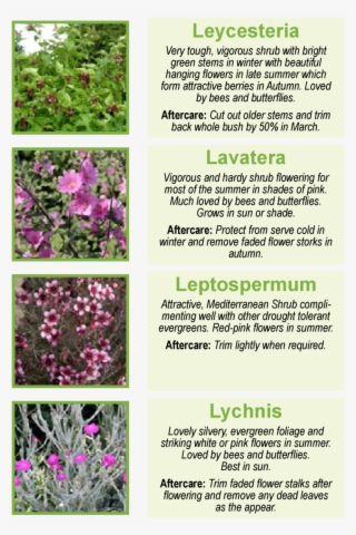 Leycesteria Very Tough, Vigorous Shrub With Bright - New Zealand Tea 20 Seeds - Indoor Bonsai - Leptospermum #6184492