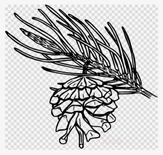 Pine Cone Png Drawing Clipart Conifer Cone Drawing - Pine Cone Drawing Png #6191272