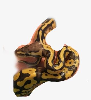 Largest Collection Of Free To Edit Serpiente Stickers - Picsart Photo Studio #6193241