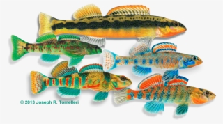 Test Your Ichthyology Iq On The Fish Quiz, Stumping - Joseph R Tomelleri #6193547