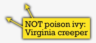 Quiz Thorns - Quiz #6194965