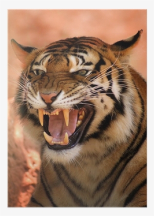 angry tiger side face