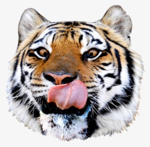 Com, Top File - Pizza Steve Tiger #620951