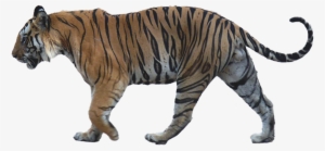 Walking Tiger Png Image Background - Tiger Side View Png #621404