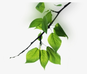 Tree Branches Png - Branch #621526