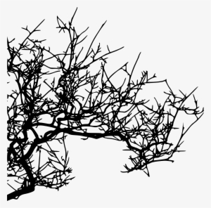 Tree Branches Png For Kids - Branch #621558