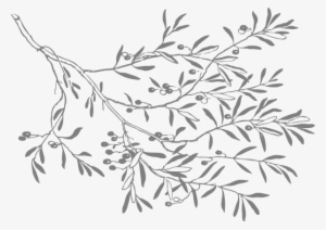 Png Library Stock Branch Clipart Black And White - Black And White Olives #621594