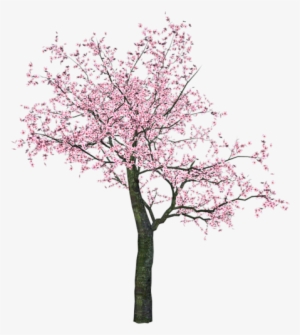 Watercolor Trees - Spring Tree Clip Art #622939