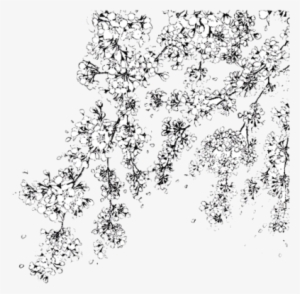 Drawn Cherry Blossom Transparent - Black Png Cherry Blossom #623180