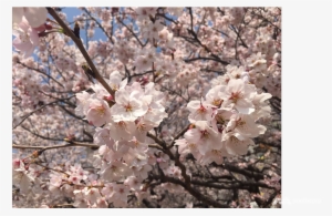 Cherry Blossom #623209