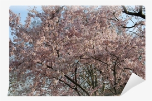 Oak #623321