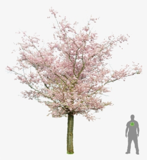 Tree Flower - Prunus Png #623473