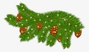 Transparent Pine Branch With Pine Cones Png Clipart #624802