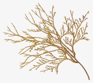 Lounging With A Latte - Gold Lace Transparent #624994