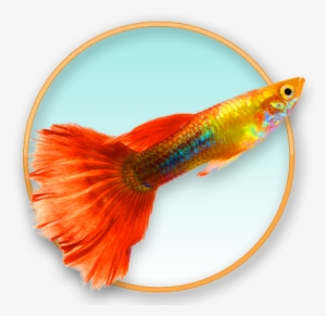 Sockeye Salmon #625254