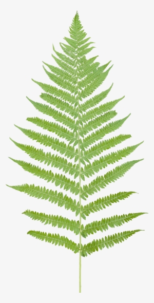 Vegetation Fern 08 - Fern Png #625447