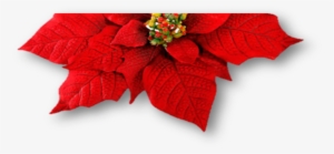 Picture1 - Christmas Day #625695