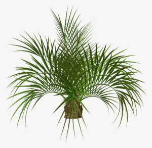 Palm Tree Plan Png - Transparent Palm Png #626836
