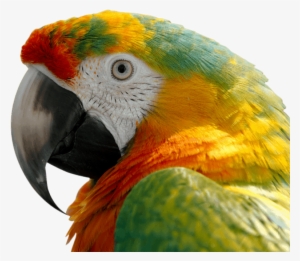 Free Png Macaw Png Images Transparent - Macaw Scarlet #627745