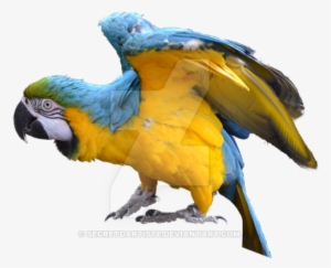 Macaw Png Image - Blue And Yellow Macaw Png #627770