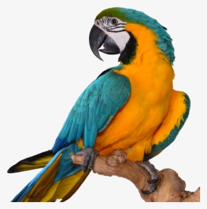 Macaw Transparent Image #627836 Macaw Transparent Image #627836
