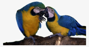 Macaw Parrot's Png Wallpapers, Macaw Parrot's Images, - Bird #628131