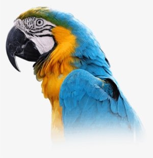 Macaw - Blue And Gold Macaw Png #628152