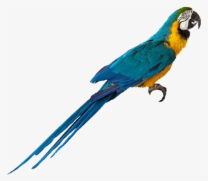 Macow Bird Png #628368