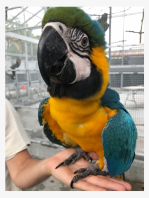 Macaws Are Intelligent, Curious And Full Of Personality - Macaw #628496
