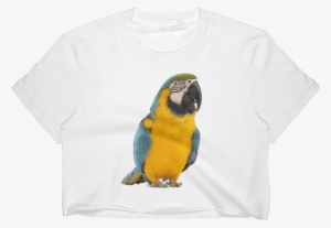 Macaw Print Women's Crop Top - Young Angels My First Picture Book Of Birds - English #628601