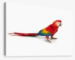 A Scarlet Macaw Parrot On White Background Canvas Print - Scarlet Macaw #628622