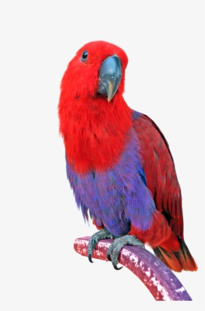 Png Image Information - Parrot #628728