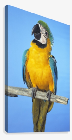 Blue And Gold Macaw Canvas Print - Canvas Print #628774