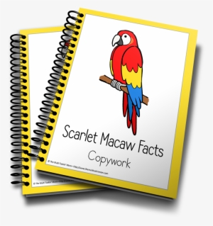 Scarlet Macaw - Income Tax School Certificate #628876