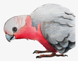 Birds And Botanicals #628918